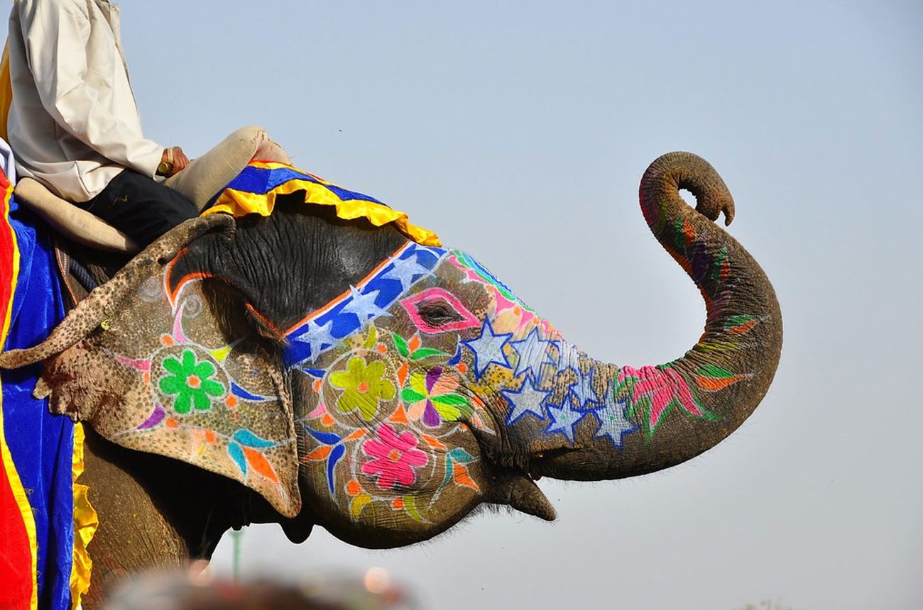 festival-elefantes-jaipur